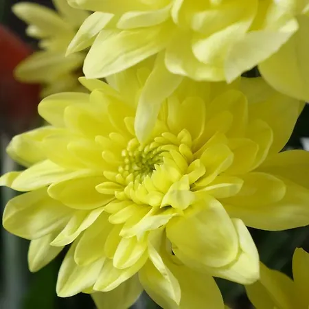 Gordon Funchal (Madeira)