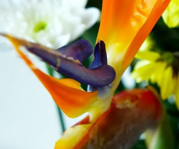 Gordon * Funchal (Madeira)