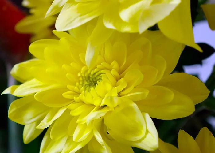 Gordon Hotel Funchal (Madeira)